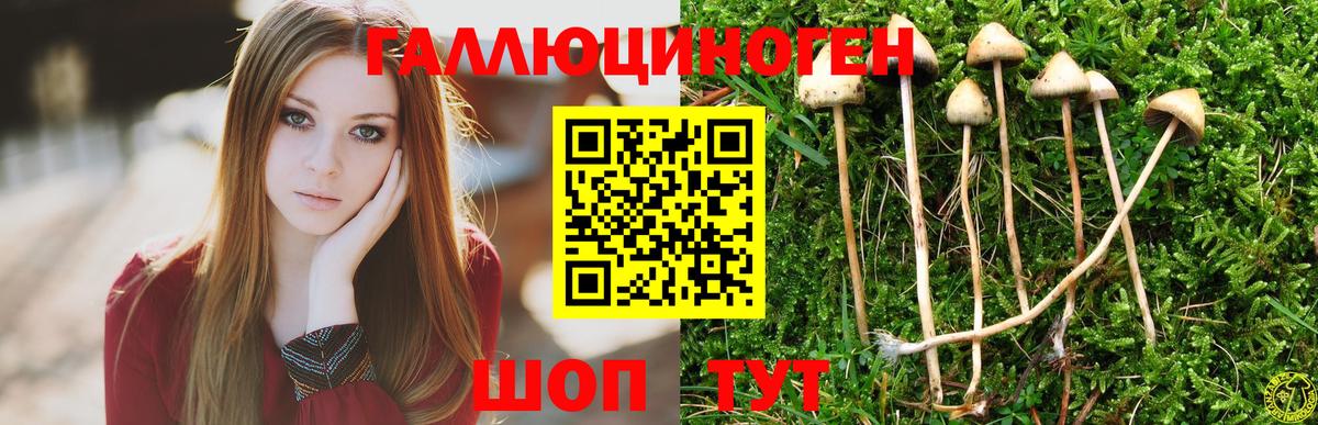 Псилоцибиновые грибы Psilocybine cubensis Бугуруслан